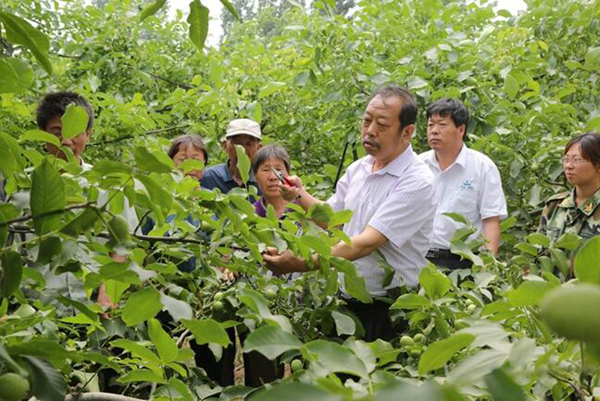 图为李保国在田间为田舍解说核桃栽培实用技术。